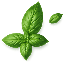 Basil Leaf